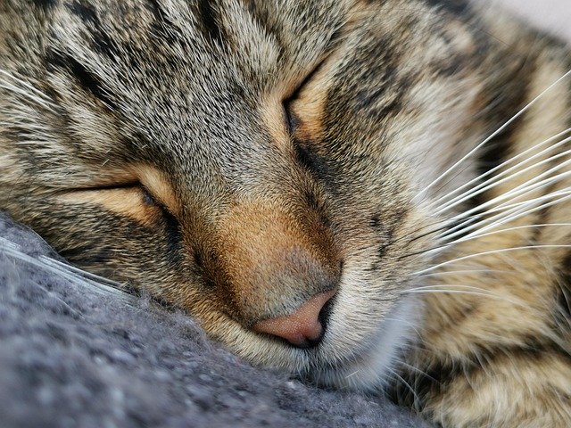 Gato, Dorme, Felino, Bicho De Estimação