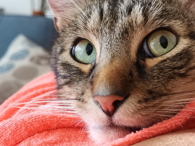Gato, Dorme, Felino, Animal Doméstico