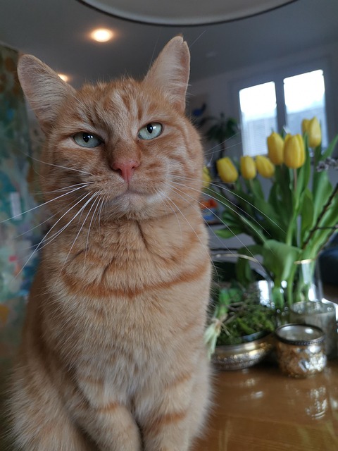 Gato, Ressaca, Animais De Estimação