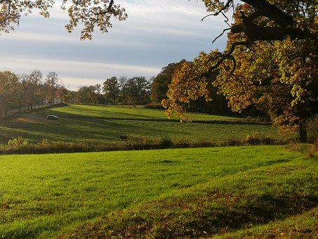 Wiese, Gras, Bäume, Weide, Herbst