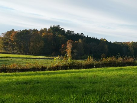 Blätter, Feld, Wald, Herbst, Weide