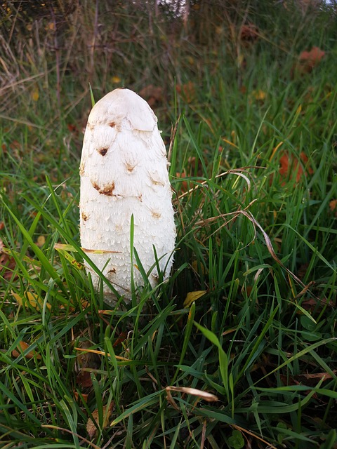 Pilz, Gras, Wald, Herbst, Natur