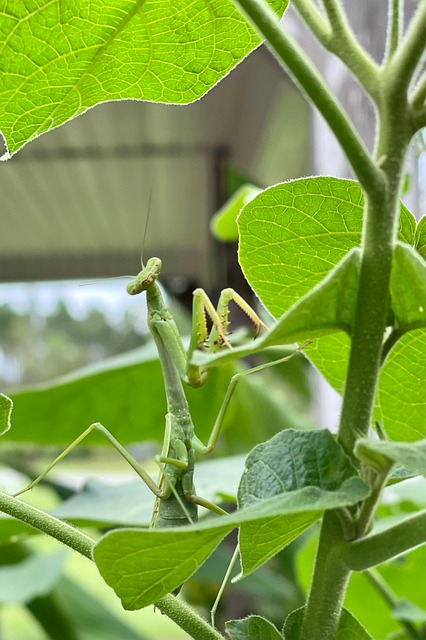 Free Preying Mantis Leaves photo and picture
