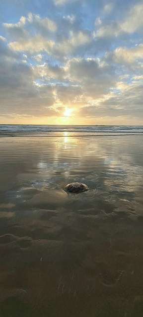 Pôr Do Sol, Mar, Praia, Medusa, Costa