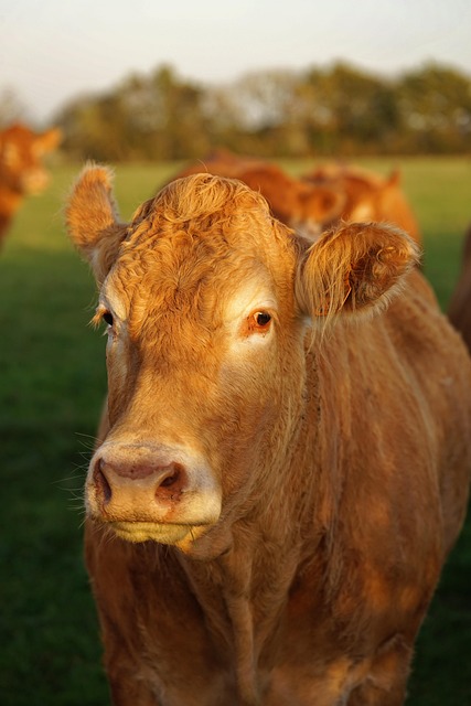 Free Cow Animal photo and picture