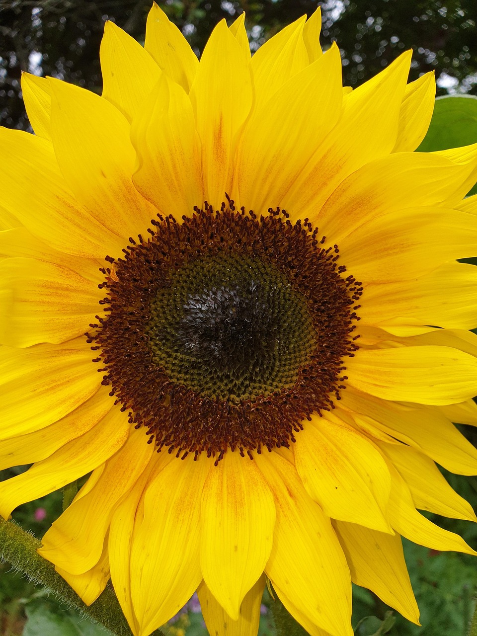 Sonnenblume Sunflower Blume - Kostenloses Foto auf Pixabay - Pixabay