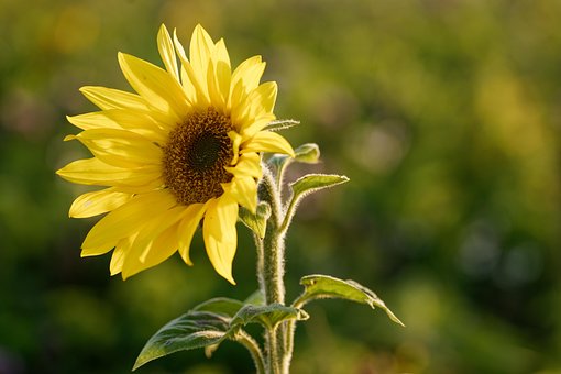 Free Sunflower Flower photo and picture