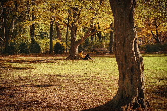 Free Trees Nature photo and picture