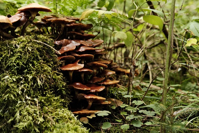 Free Mushrooms Plants photo and picture