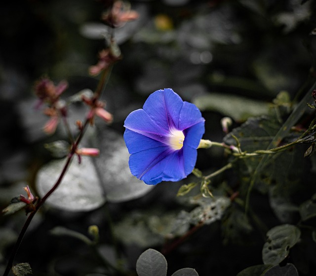 Free Petunia Flower photo and picture