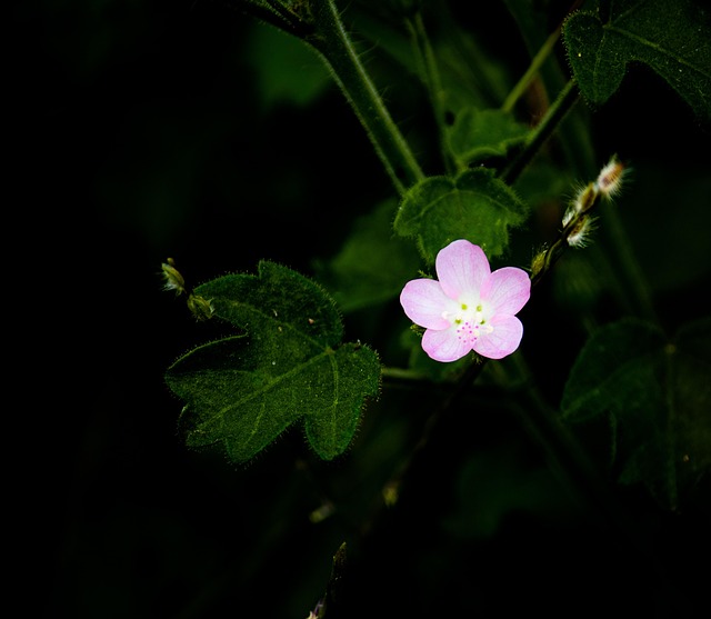 Free Flower Pink Flower photo and picture