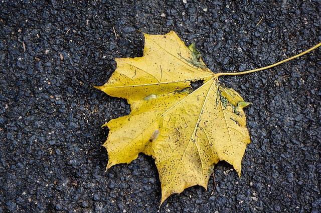 Free Nature Leaf photo and picture
