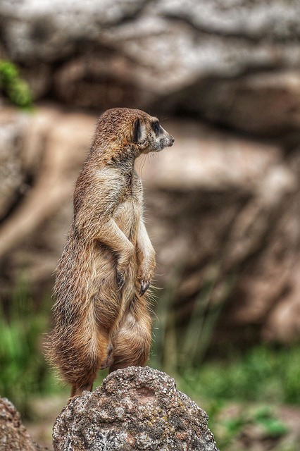 Free Meerkat Animal photo and picture