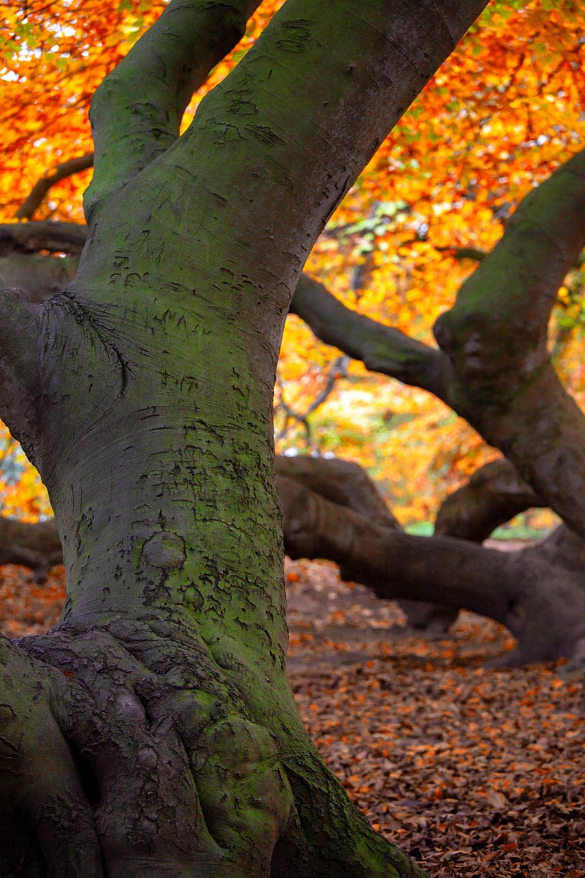 Tree Nature Forest - Free photo on Pixabay