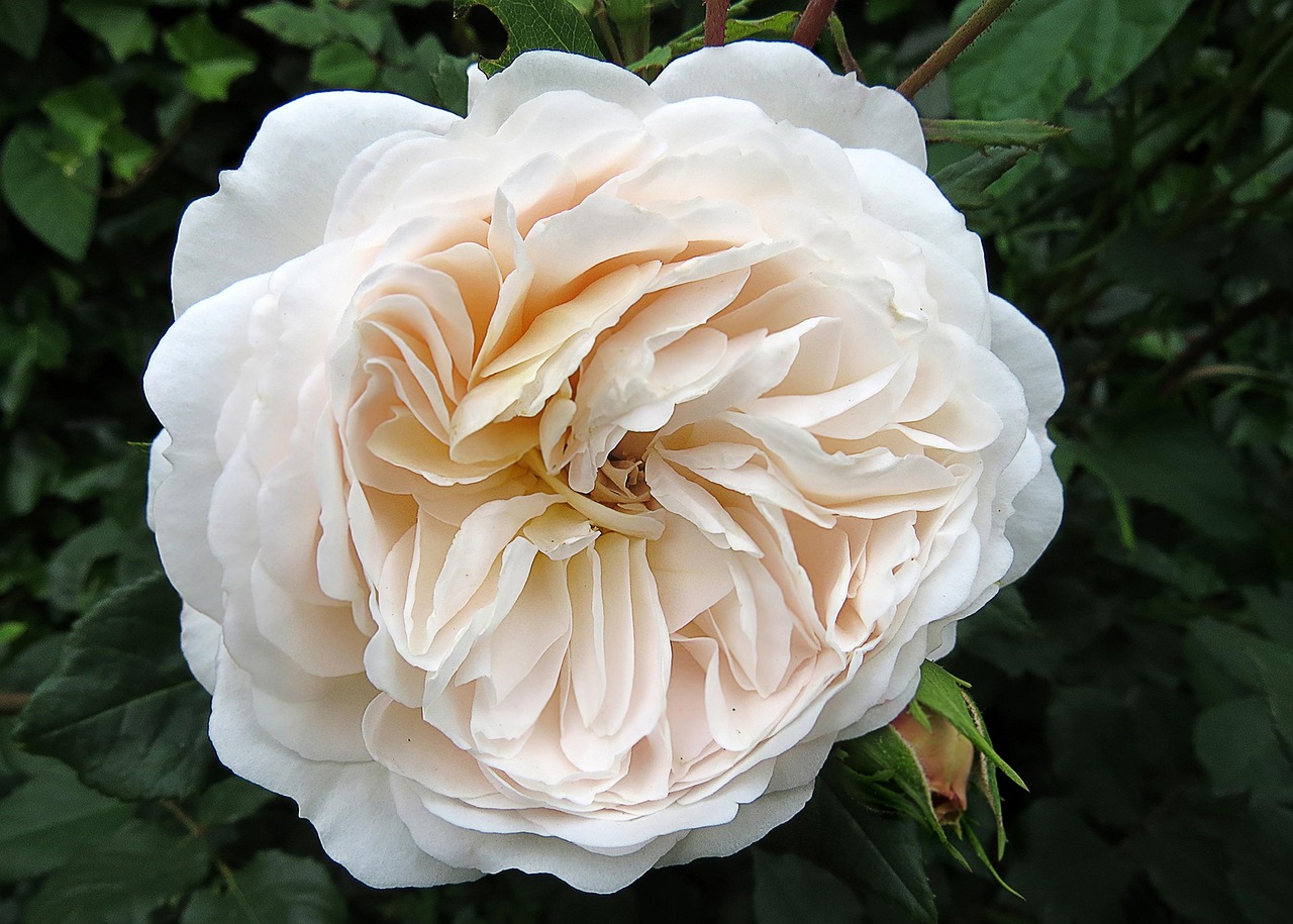 Fleur Roe Rose Fleur De - Photo gratuite sur Pixabay - Pixabay