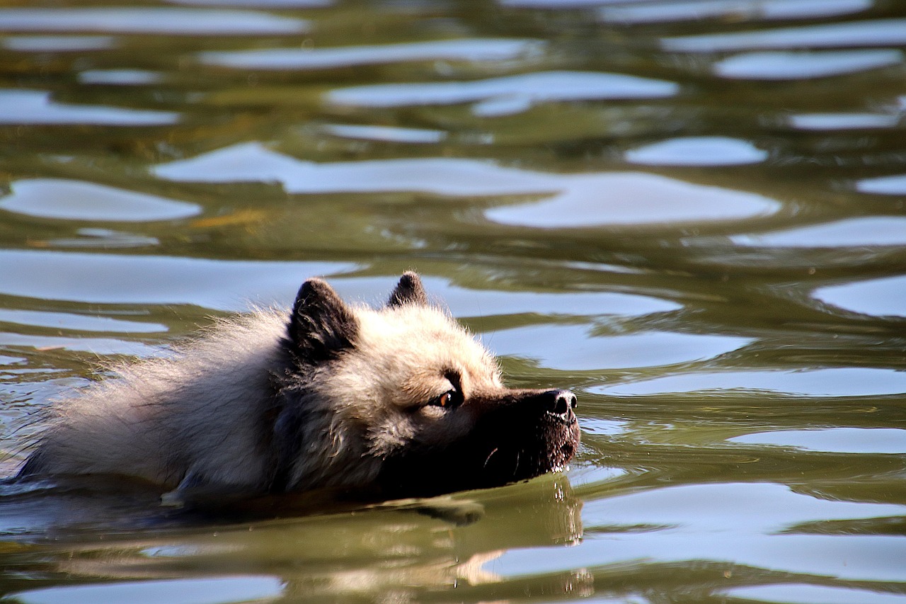 https://cdn.pixabay.com/photo/2021/11/01/14/47/animal-6760674_1280.jpg