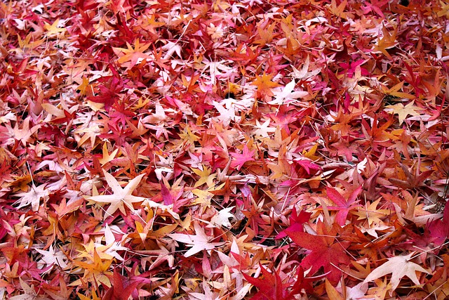 Free Leaves Nature photo and picture