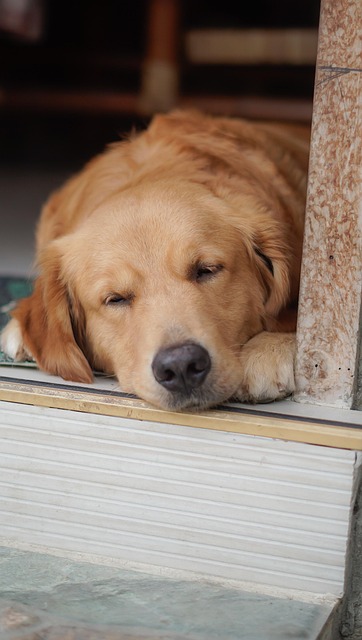 Hund, Dyr, Hundehvalp, Golden Retriever