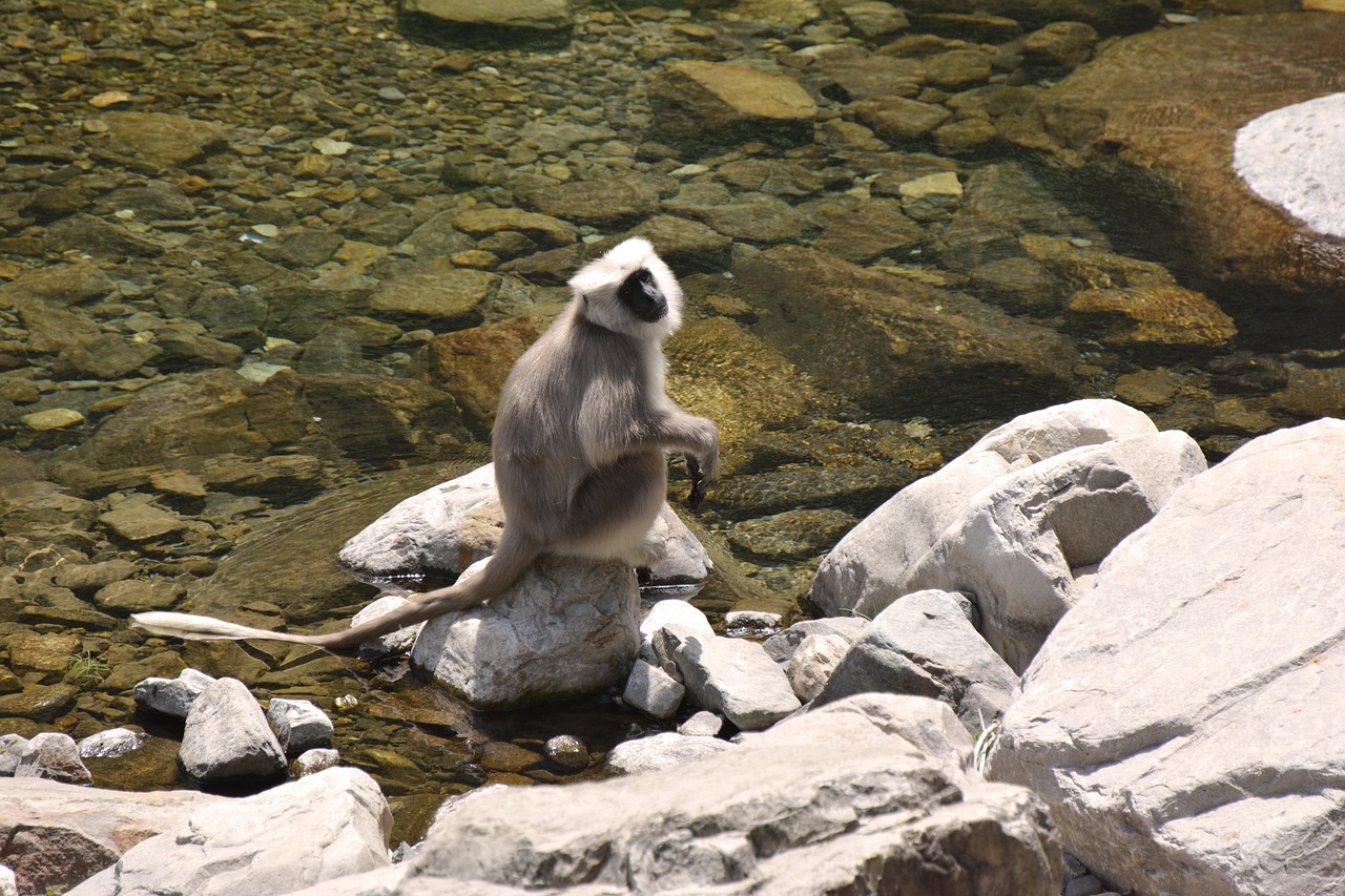 Monkey - free online jigsaw puzzle photo