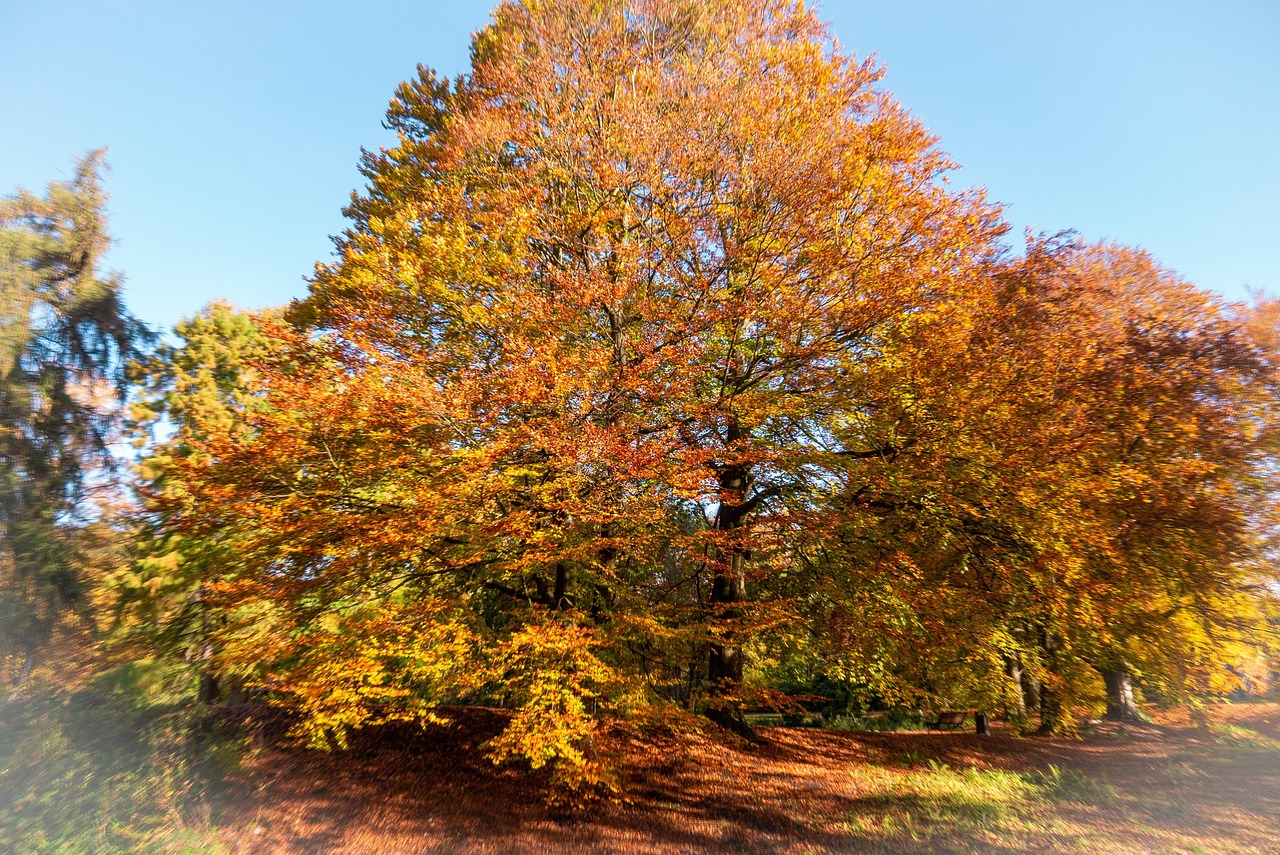 树 自然 秋天 - Pixabay上的免费照片 - Pixabay