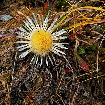 Cardo De Prata, Flor, Montanha, Panorama