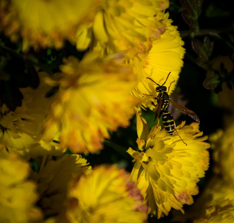 黄蜂 昆虫 授粉 - Pixabay上的免费照片 - Pixabay