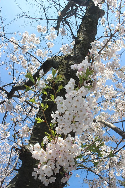 A Inflori, Floare, Copac, Natura, Frunze