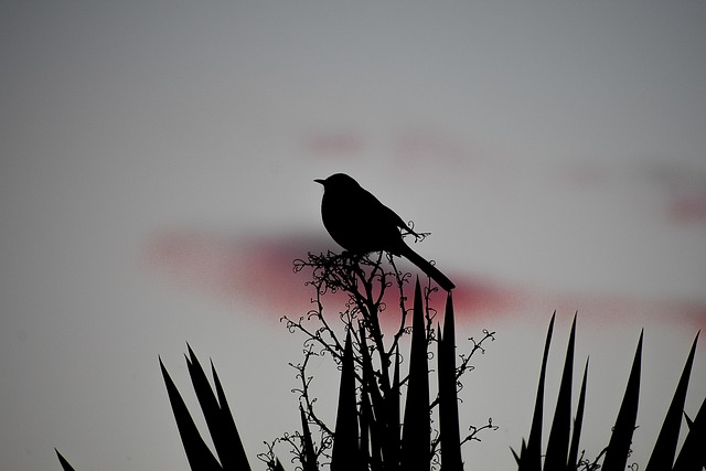 Free Bird Mood photo and picture