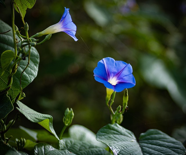 Free Flowers Plants photo and picture