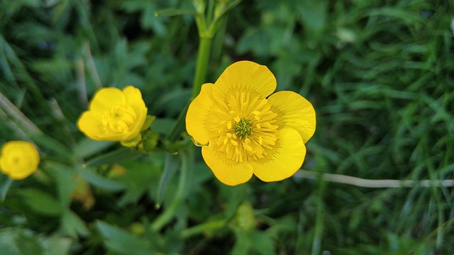 Free Flower Yellow Flower photo and picture