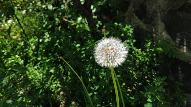 Free Flower Dandelion photo and picture