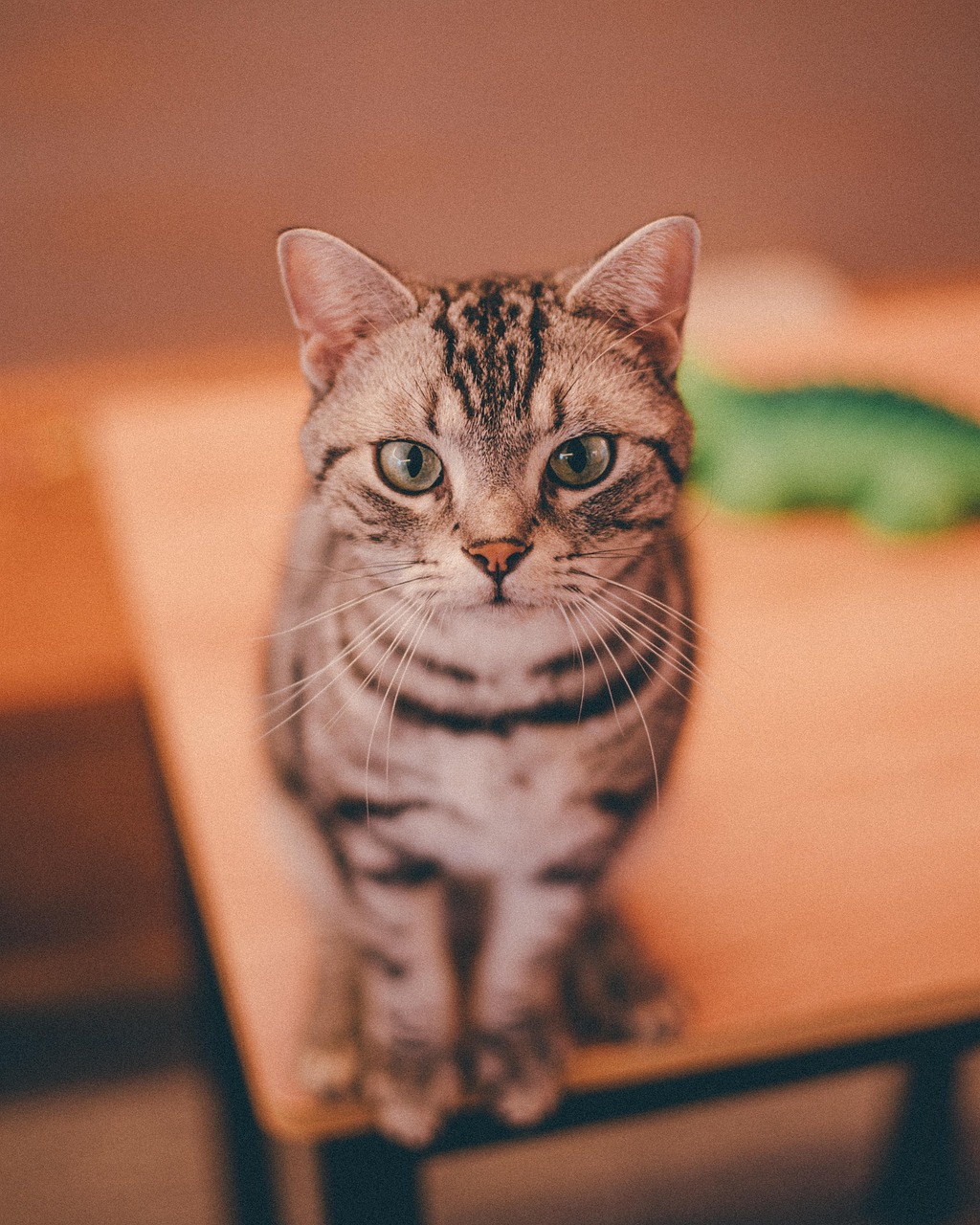 Free Cat Pet photo and picture