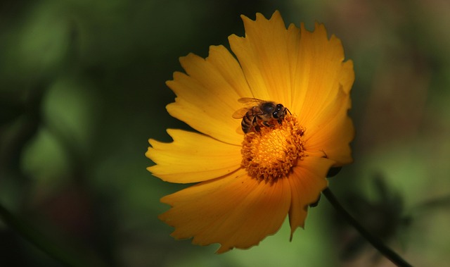 Free Bee Insect photo and picture