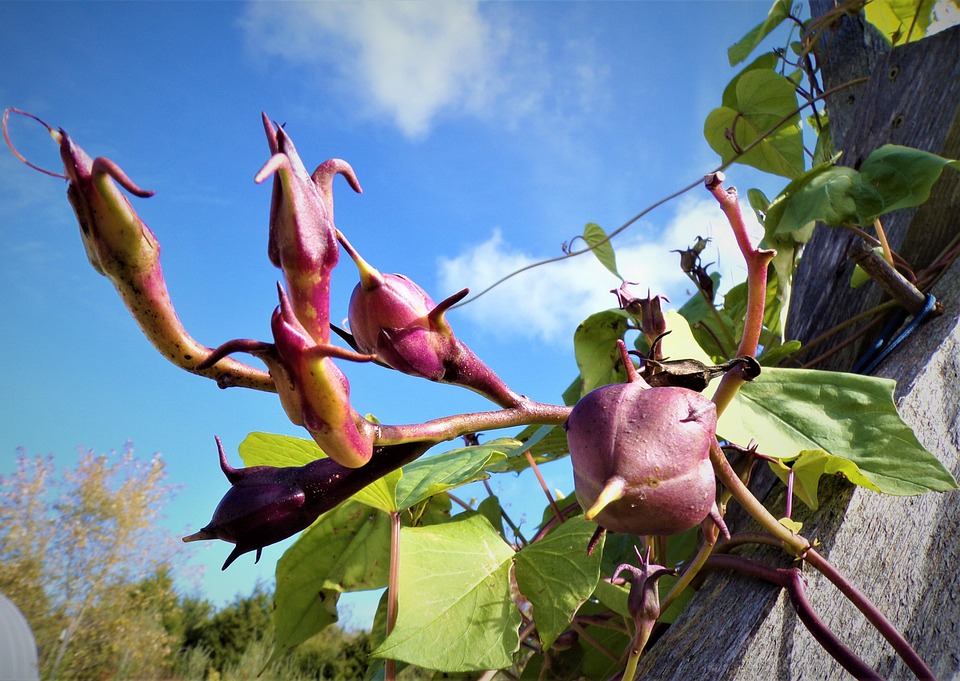 Moonflower Seed Pods Free photo on Pixabay Pixabay