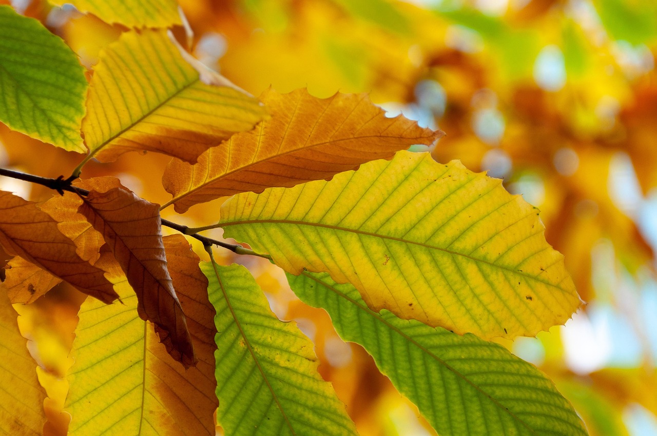 树 树叶 秋天 - Pixabay上的免费照片 - Pixabay