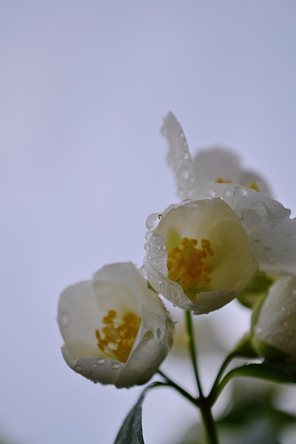 Jasmin, Blomst, Forår