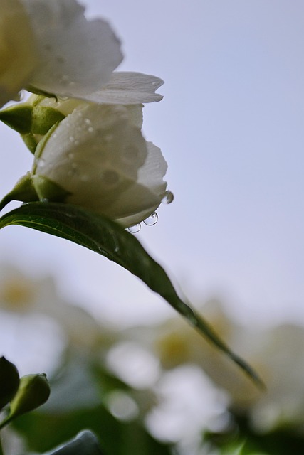 Jasminer, Blomster, Dug, Dug Dråber