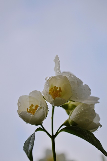Jasminer, Blomster, Dug, Dug Dråber