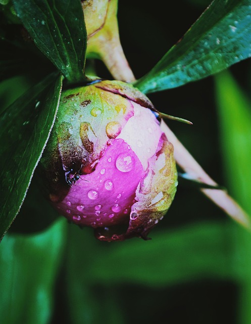 Pion, Blomst, Dug