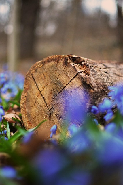 Log, Træ, Blomster, Sibiriske Squill