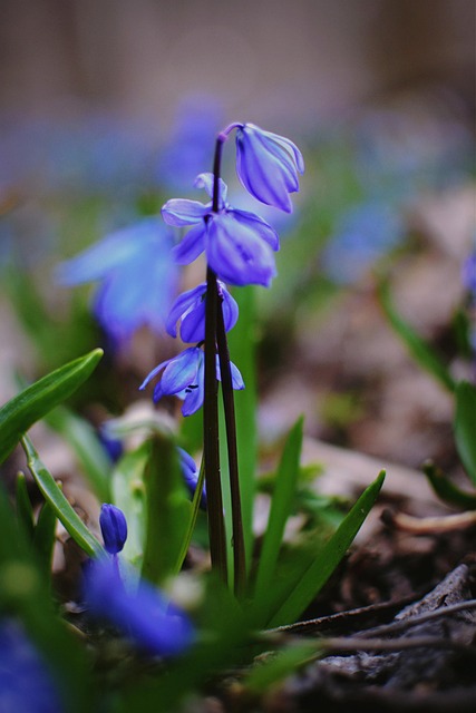 Forår, Scilla, Lilla Blomster, Skovbund