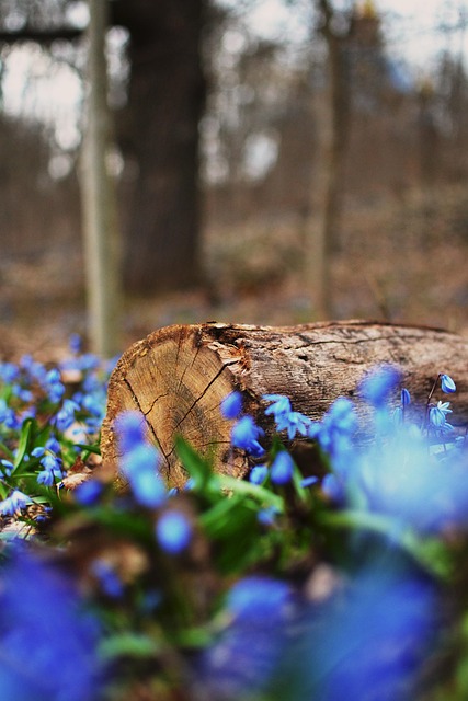 Forår, Blomster, Eng, Natur, Have
