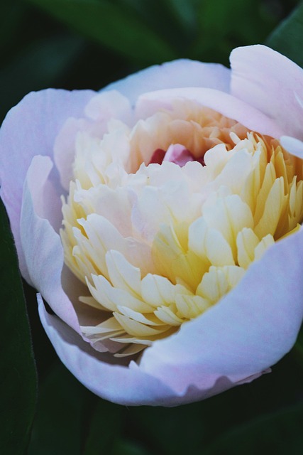 Pfingstrose, Blume, Pflanze
