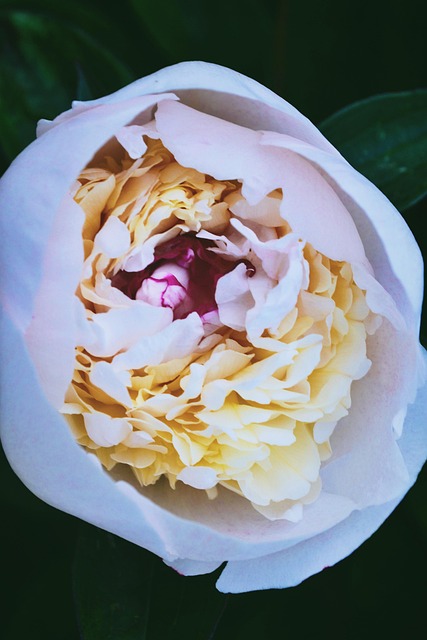 Pion, Blomst, Forår