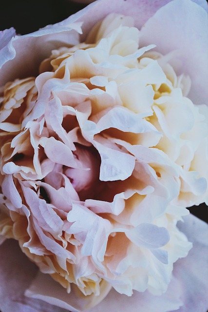 Pion, Blomst, Forår