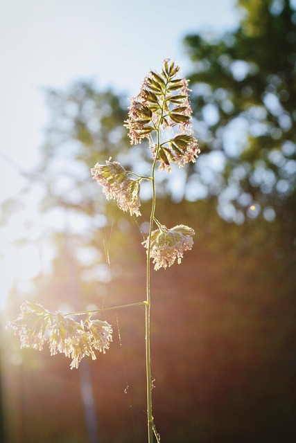 Wildflower, Wild Grass, Natur, Solrig