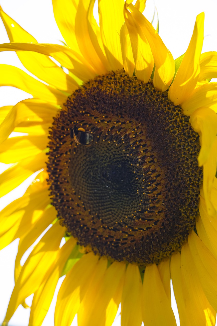 Sunflower Flower Bee - Free photo on Pixabay - Pixabay