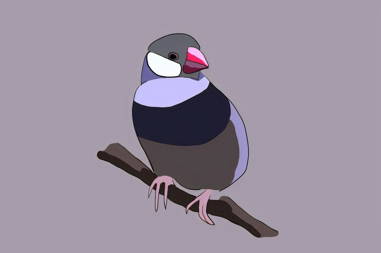 Java Sparrow, Vták, Zviera