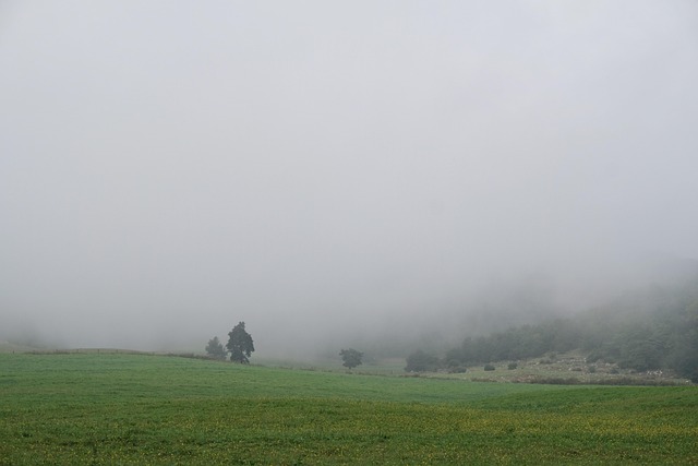 Free Fog Grassland photo and picture