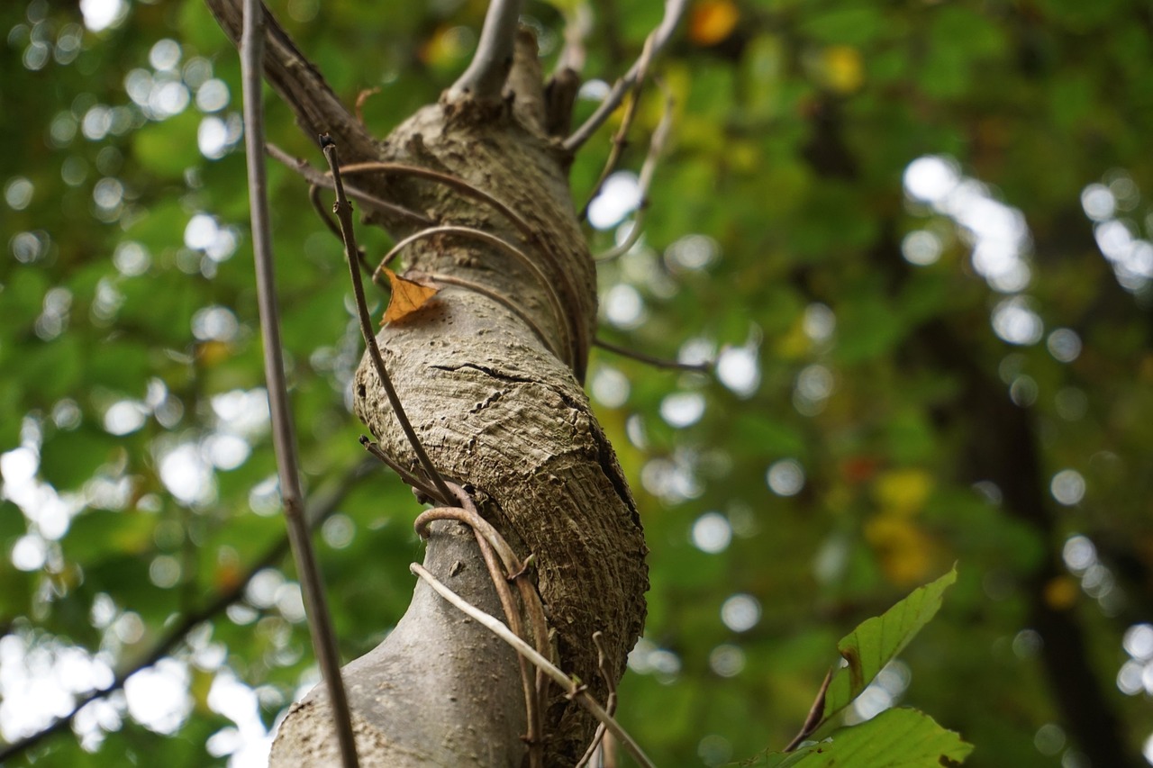 Download free HD stock image of Tree Nature Free Tree Nature photo and picture